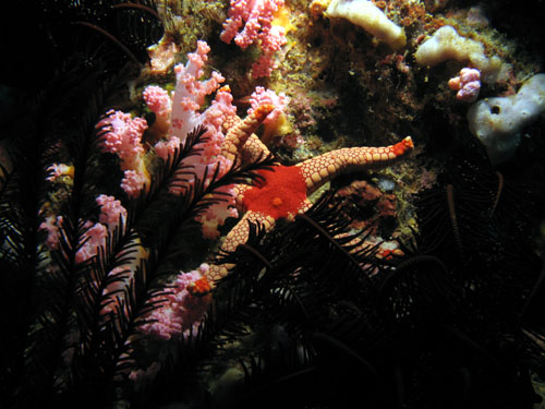 galerastarfish01
