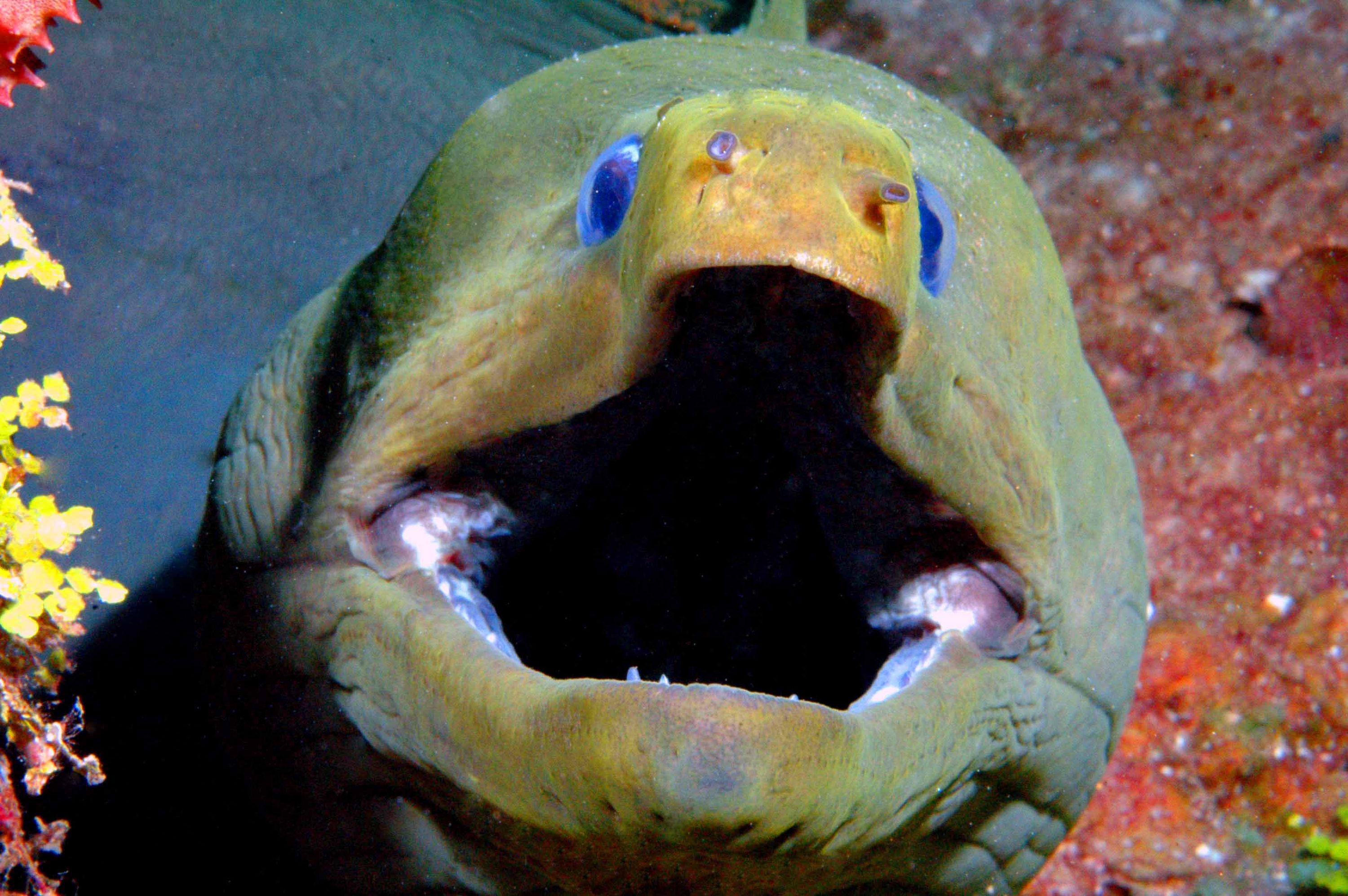 Gaping_green_moray_Roatan_2007_copy