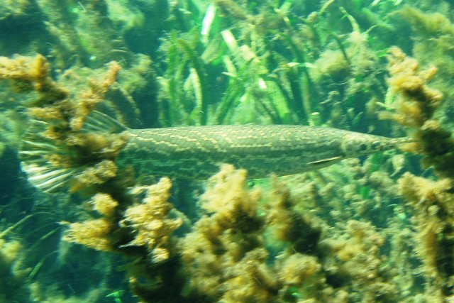 Gar