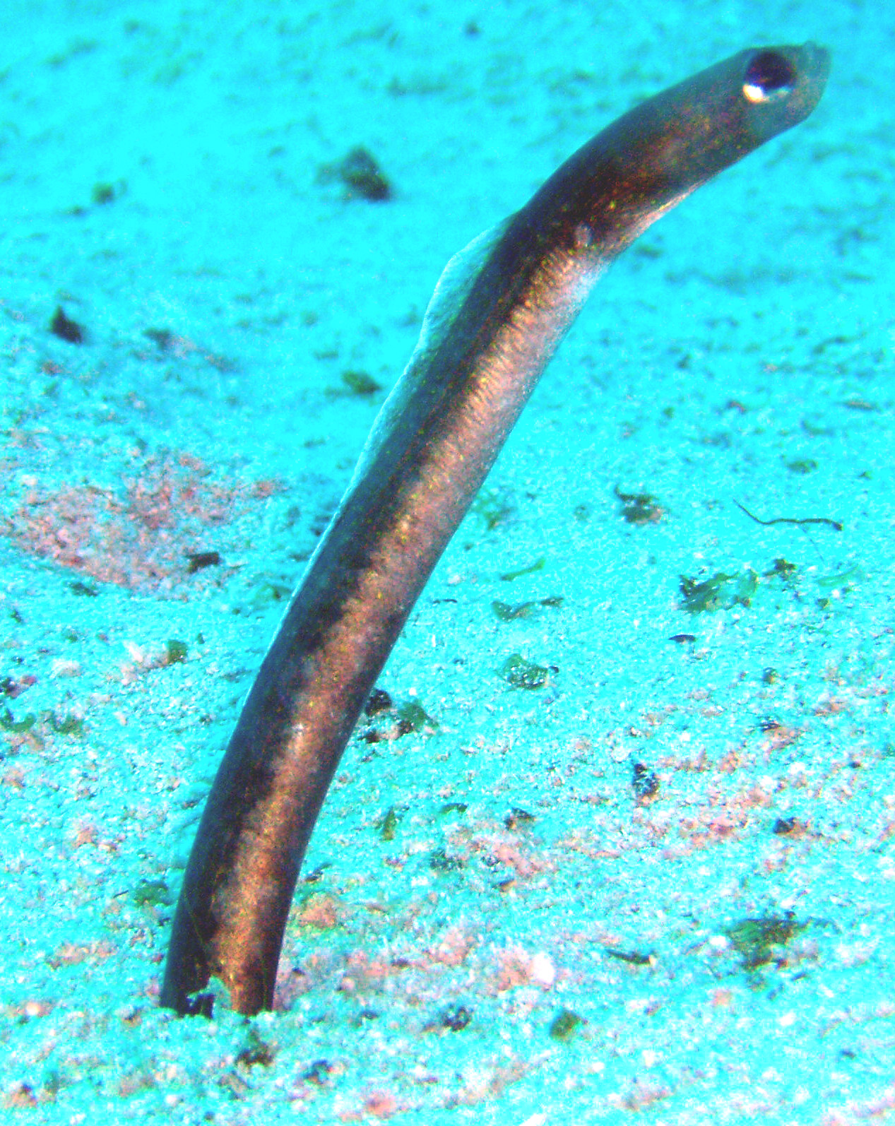 Garden Eel at CoCoView Roatan