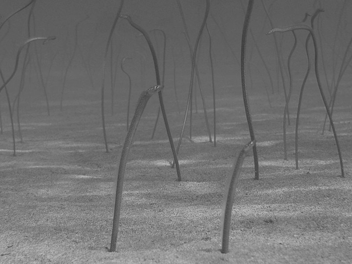 Garden Eel Patch