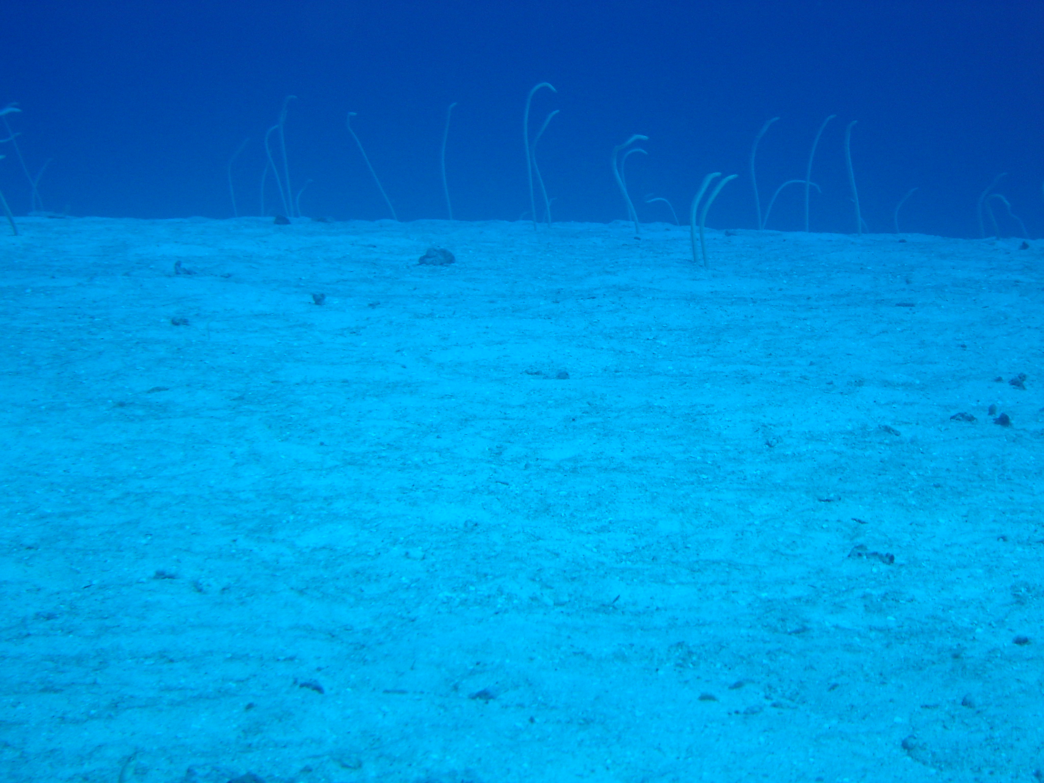garden eels check us out