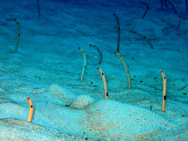 Garden Eels