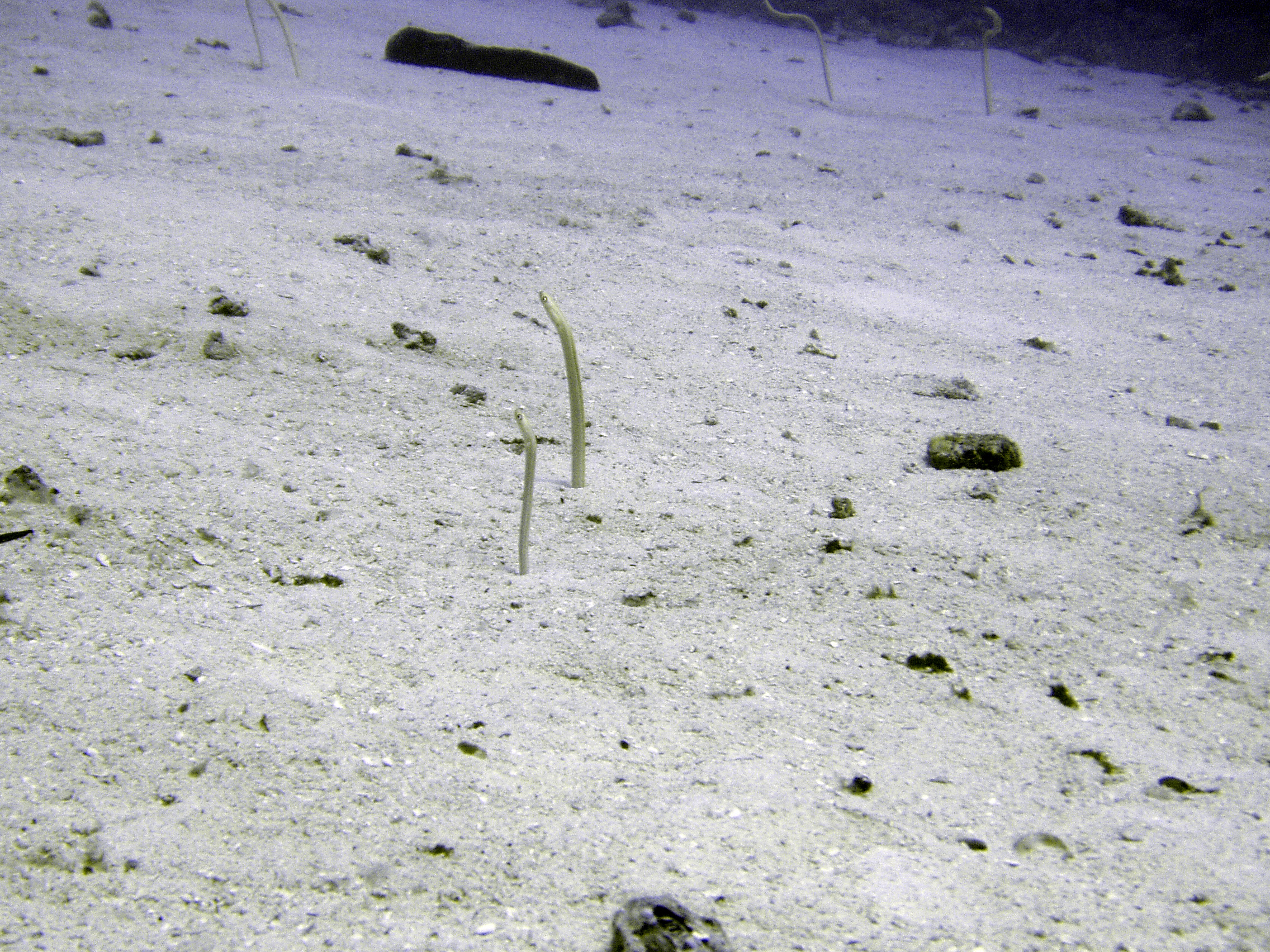 Garden Eels