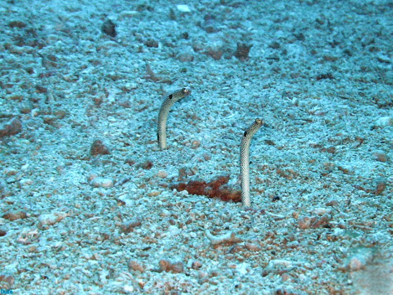 Garden eels