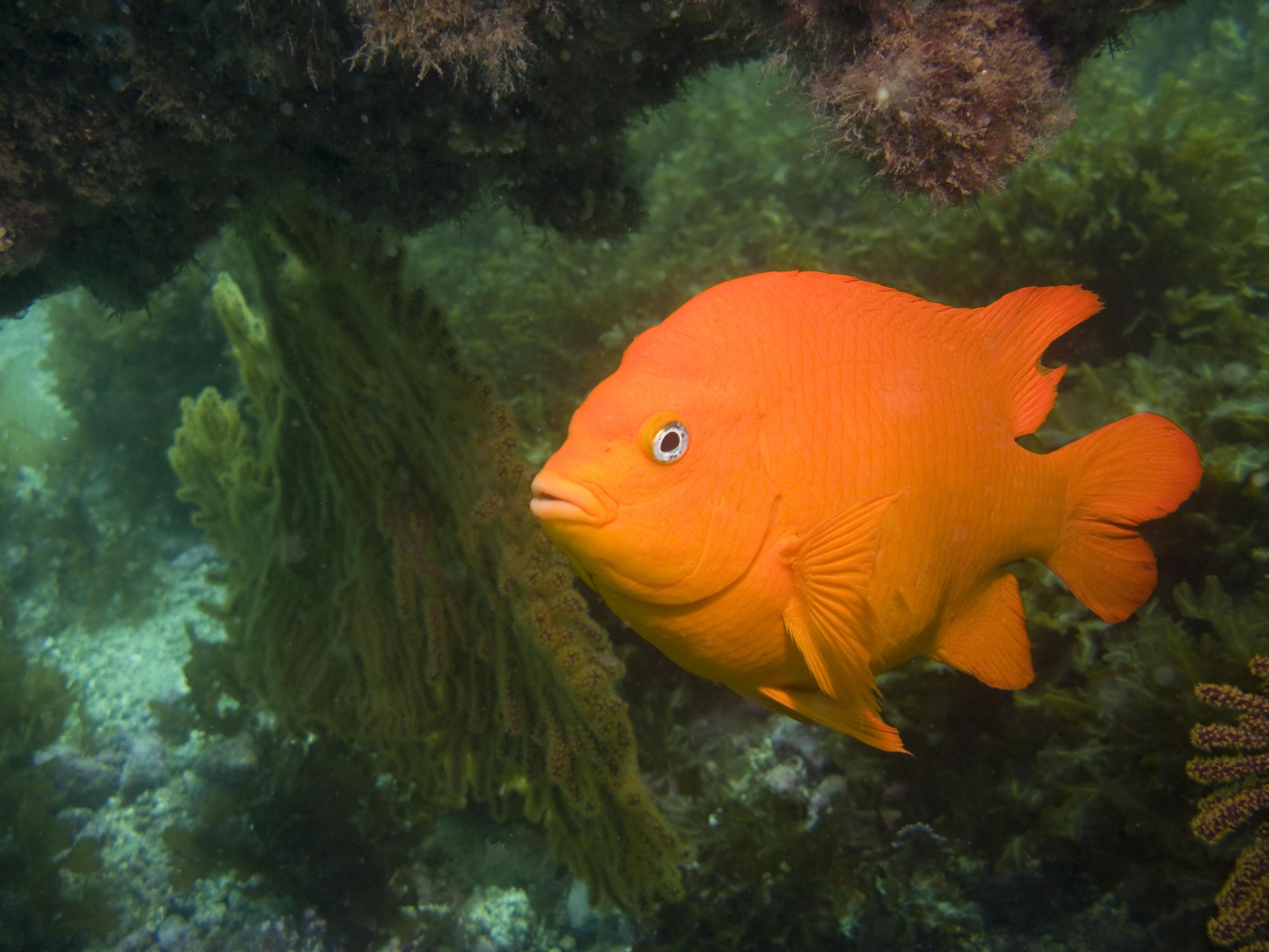Garibaldi - CA State Fish