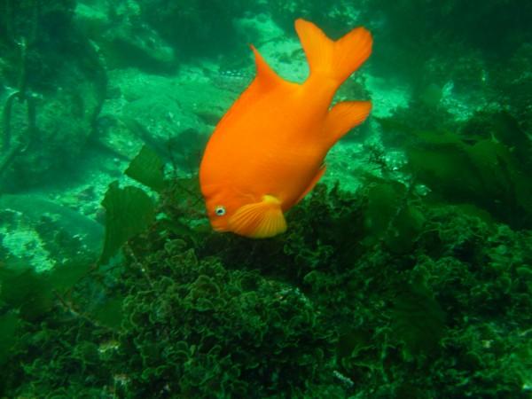 Garibaldi - California's State Fish