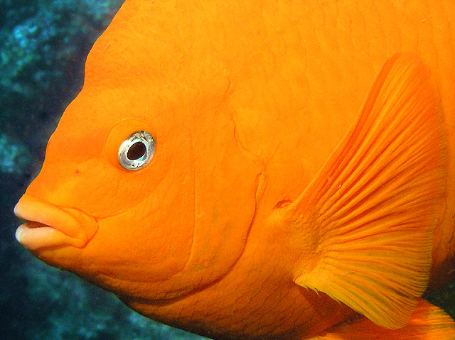 Garibaldi close-up