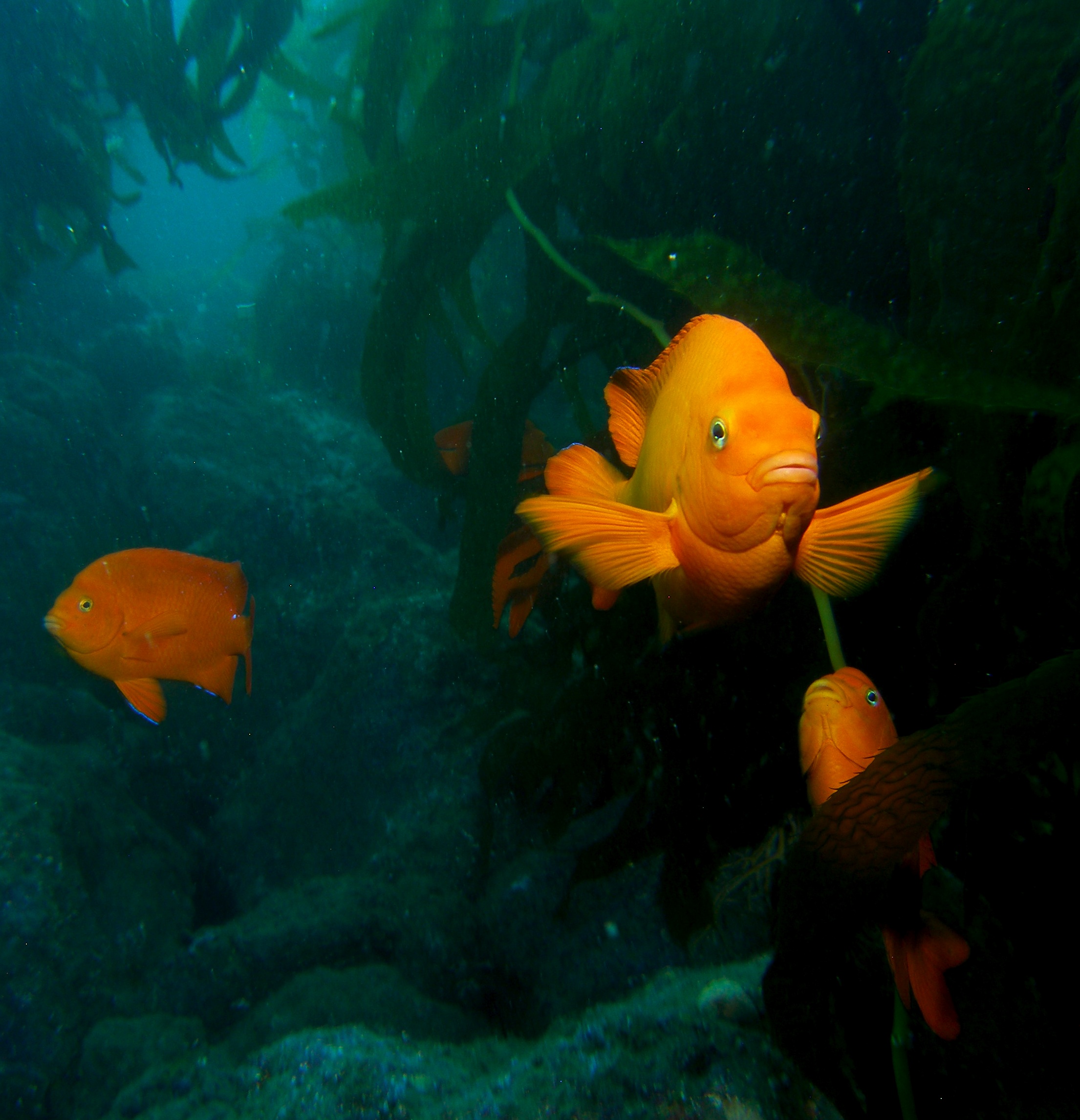 Garibaldi Gang Catalina