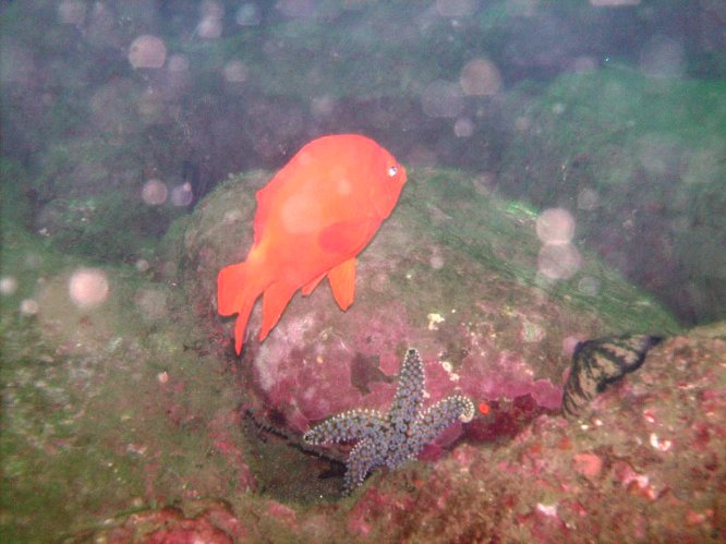 Garibaldi (Hypsypops rubicundus) and spined star (Pisaster giganteus)