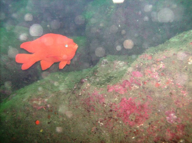 Garibaldi (Hypsypops rubicundus)