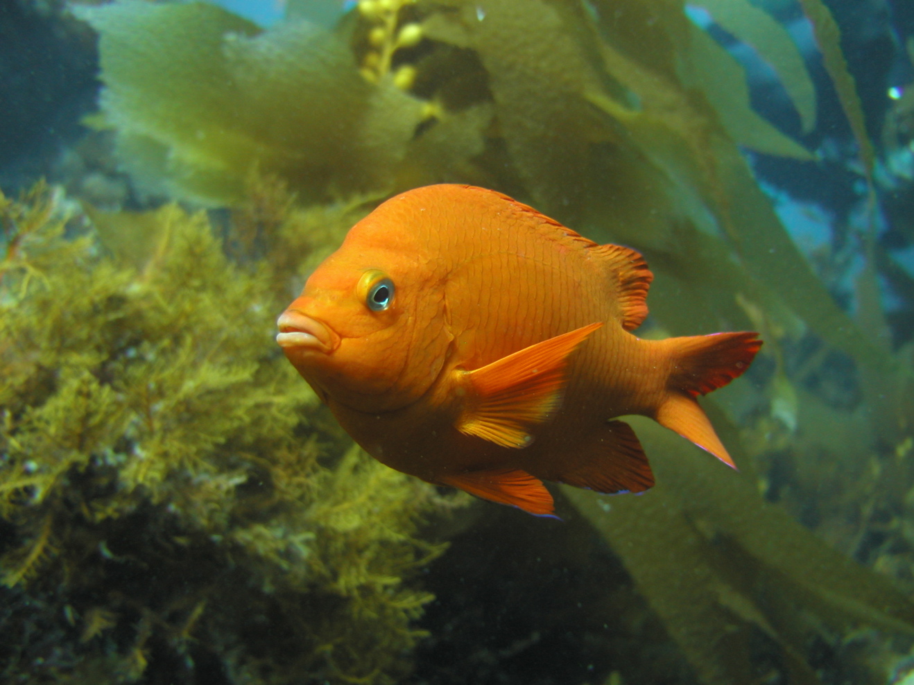 Garibaldi in the Kelp