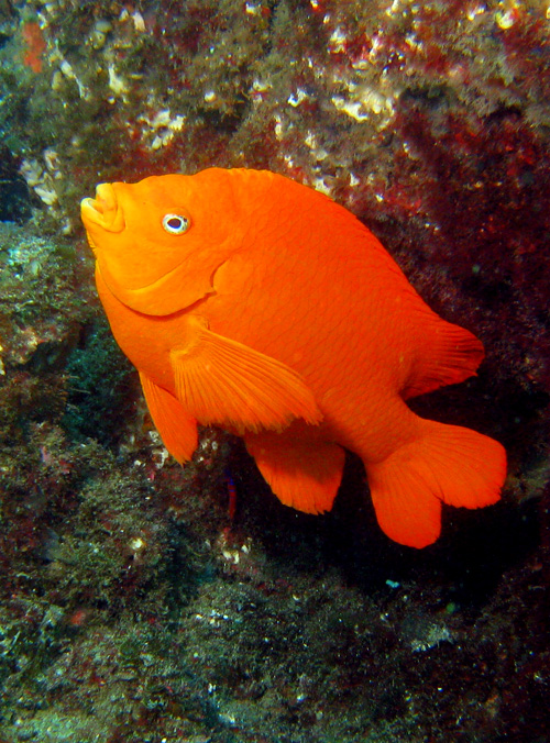 Garibaldi