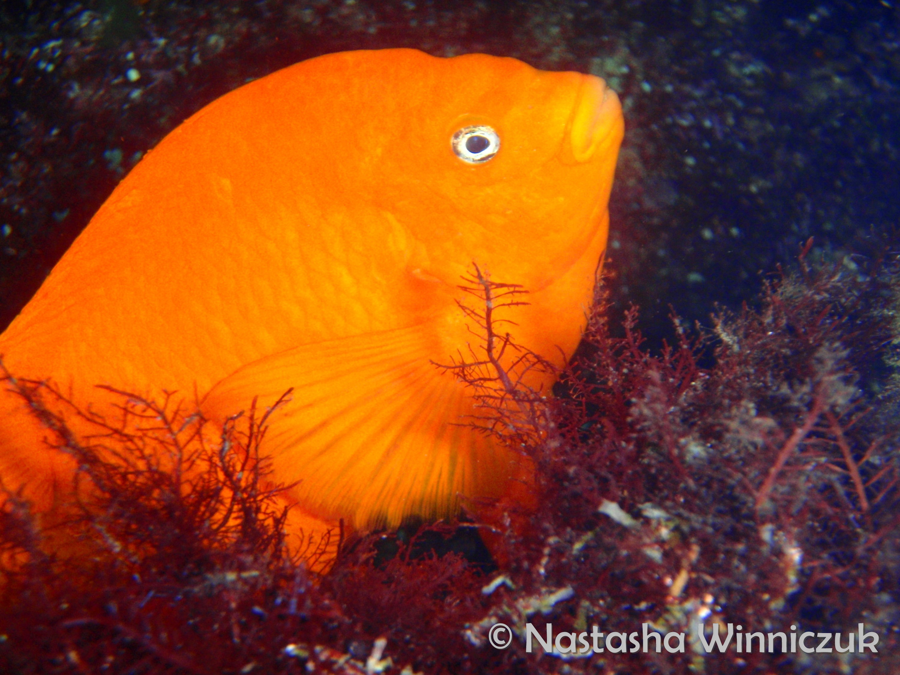 Garibaldi