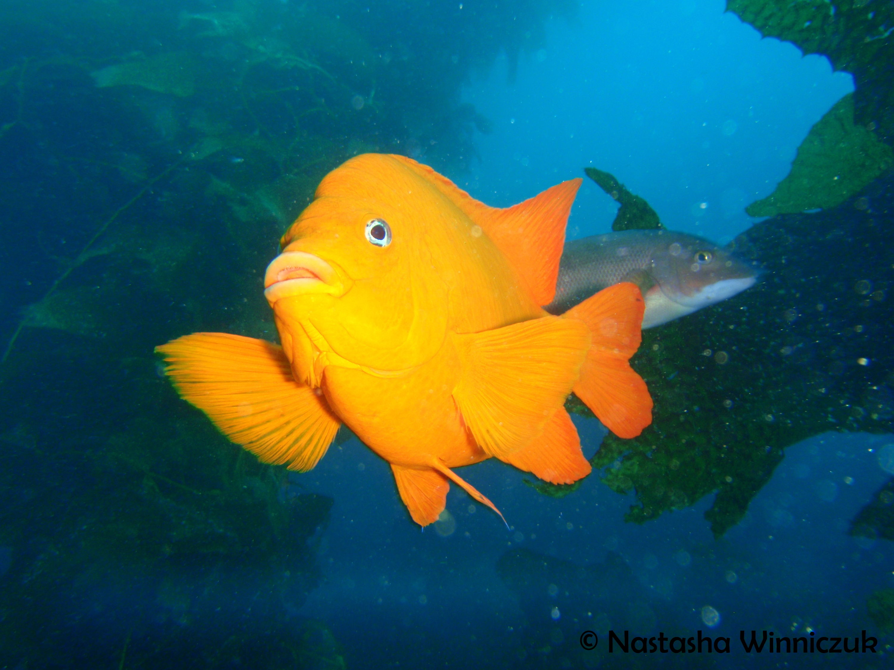 Garibaldi