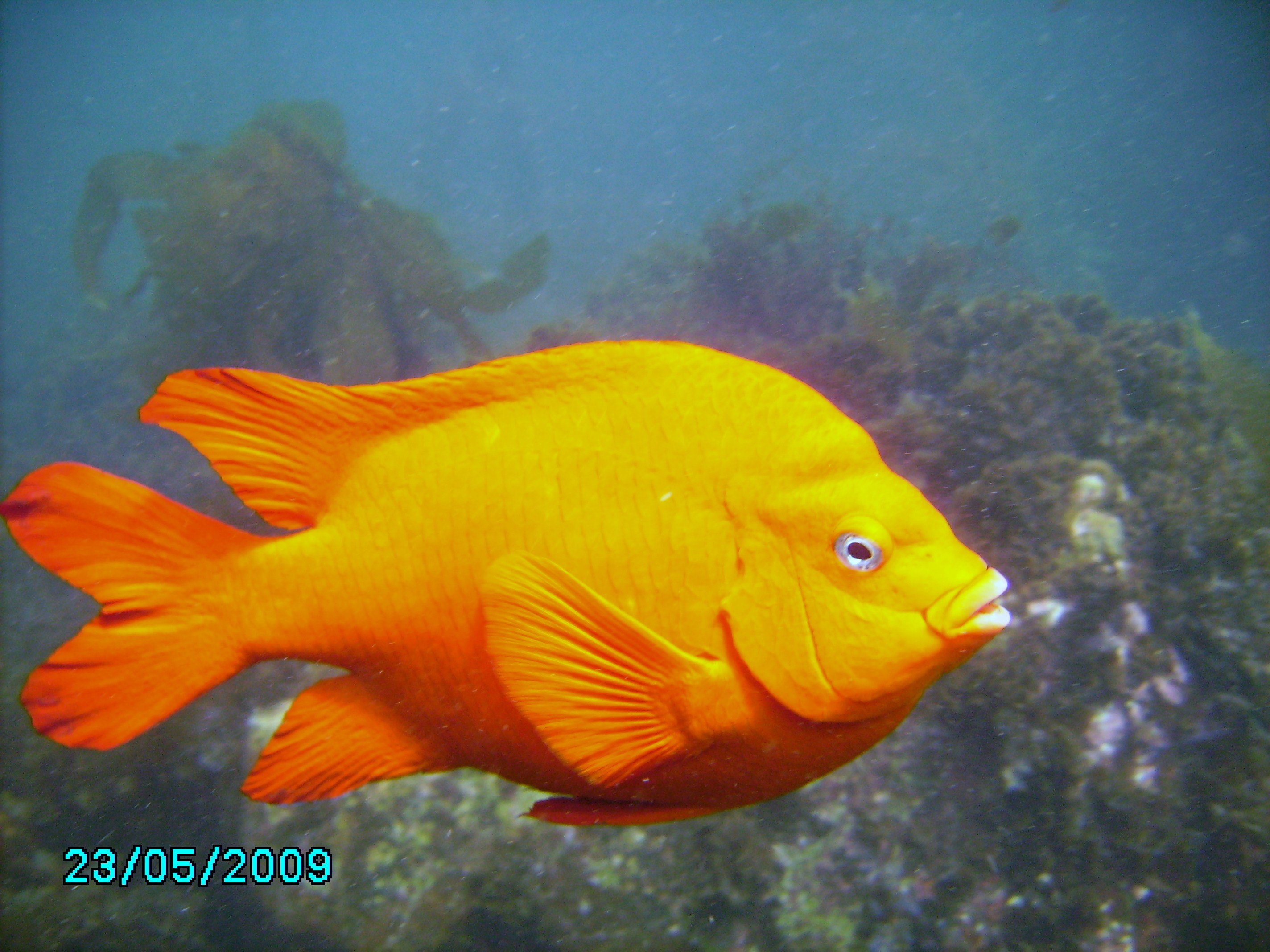 Garibaldi