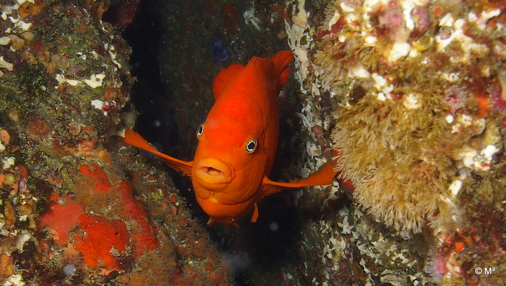 Garibaldi