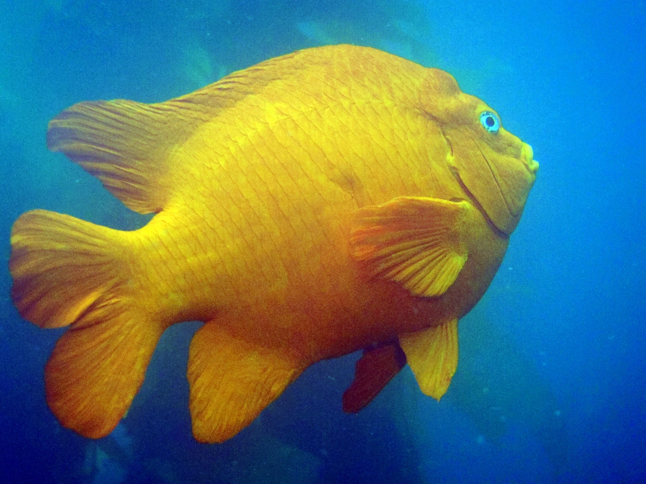 Garibaldi