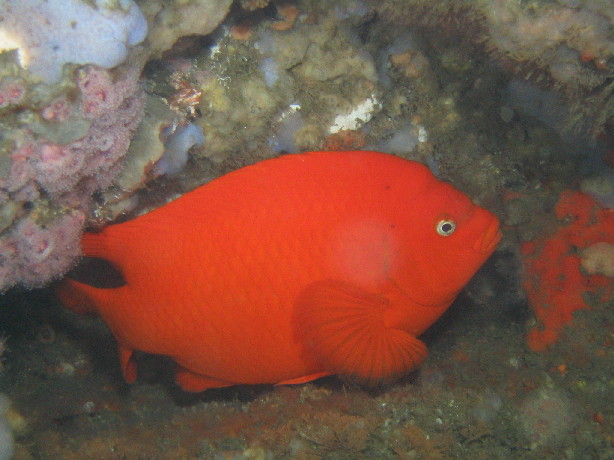 Garibaldi