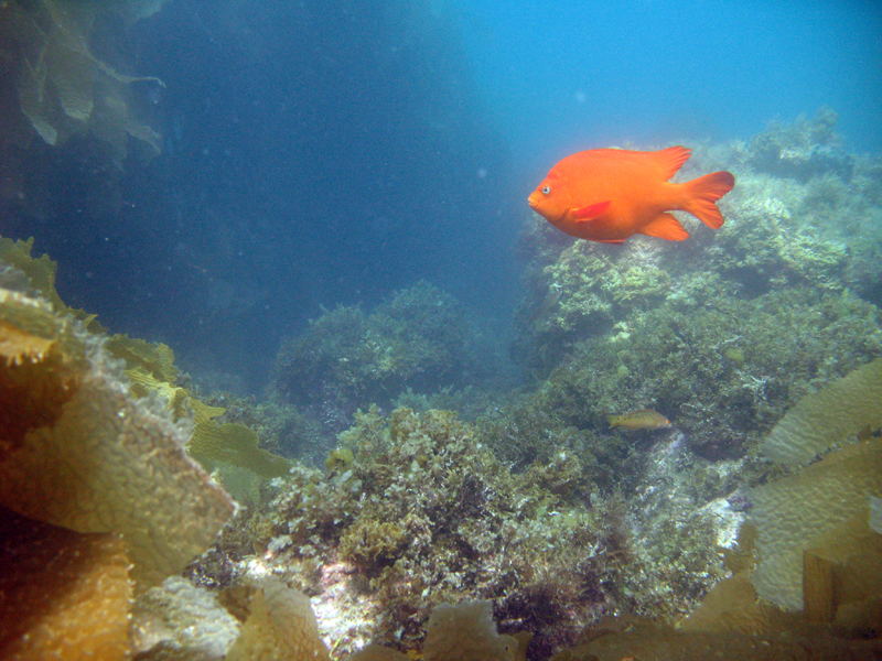 garibaldi_and_reef