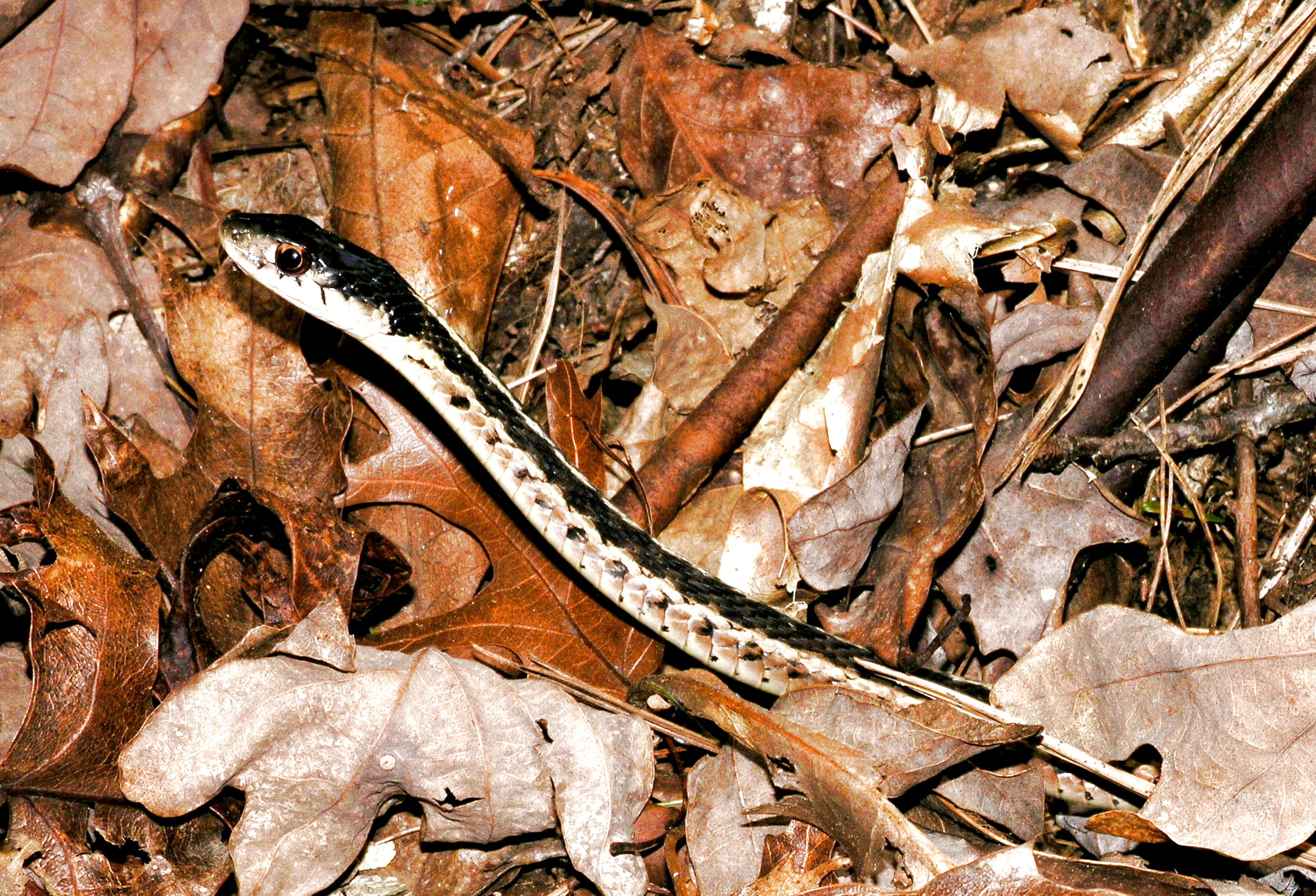 Garter Snake