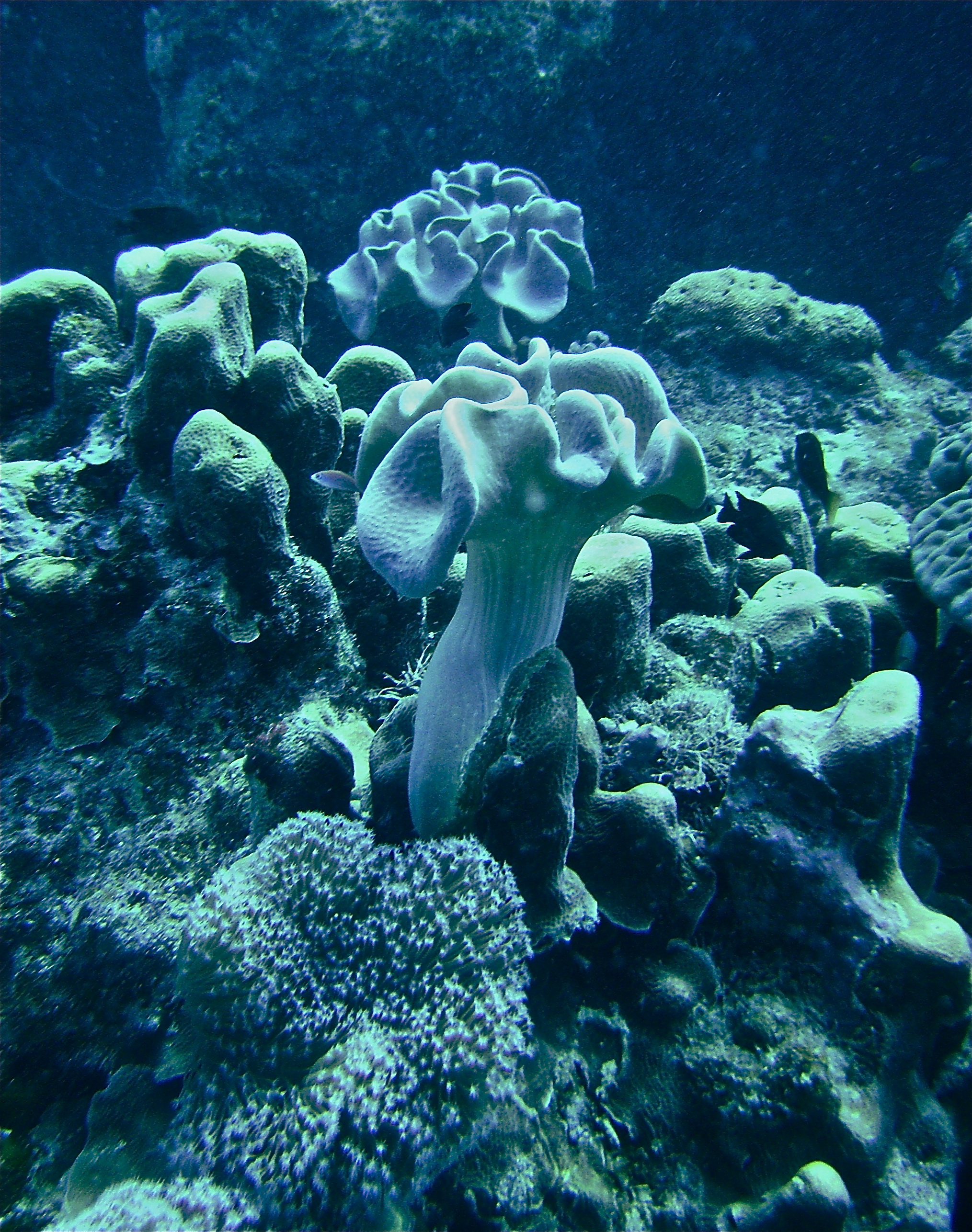 GBR, Australia