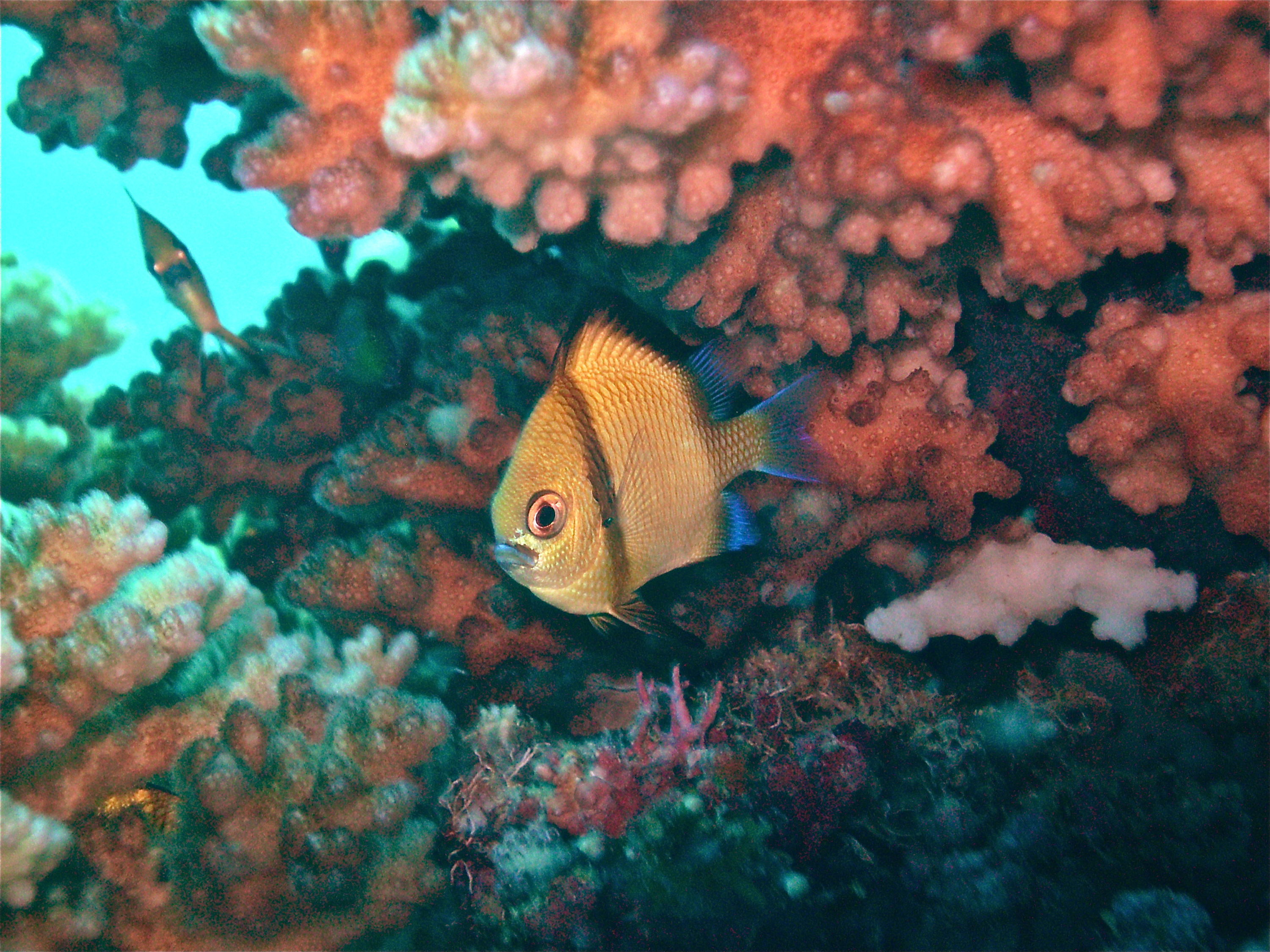 GBR, Australia