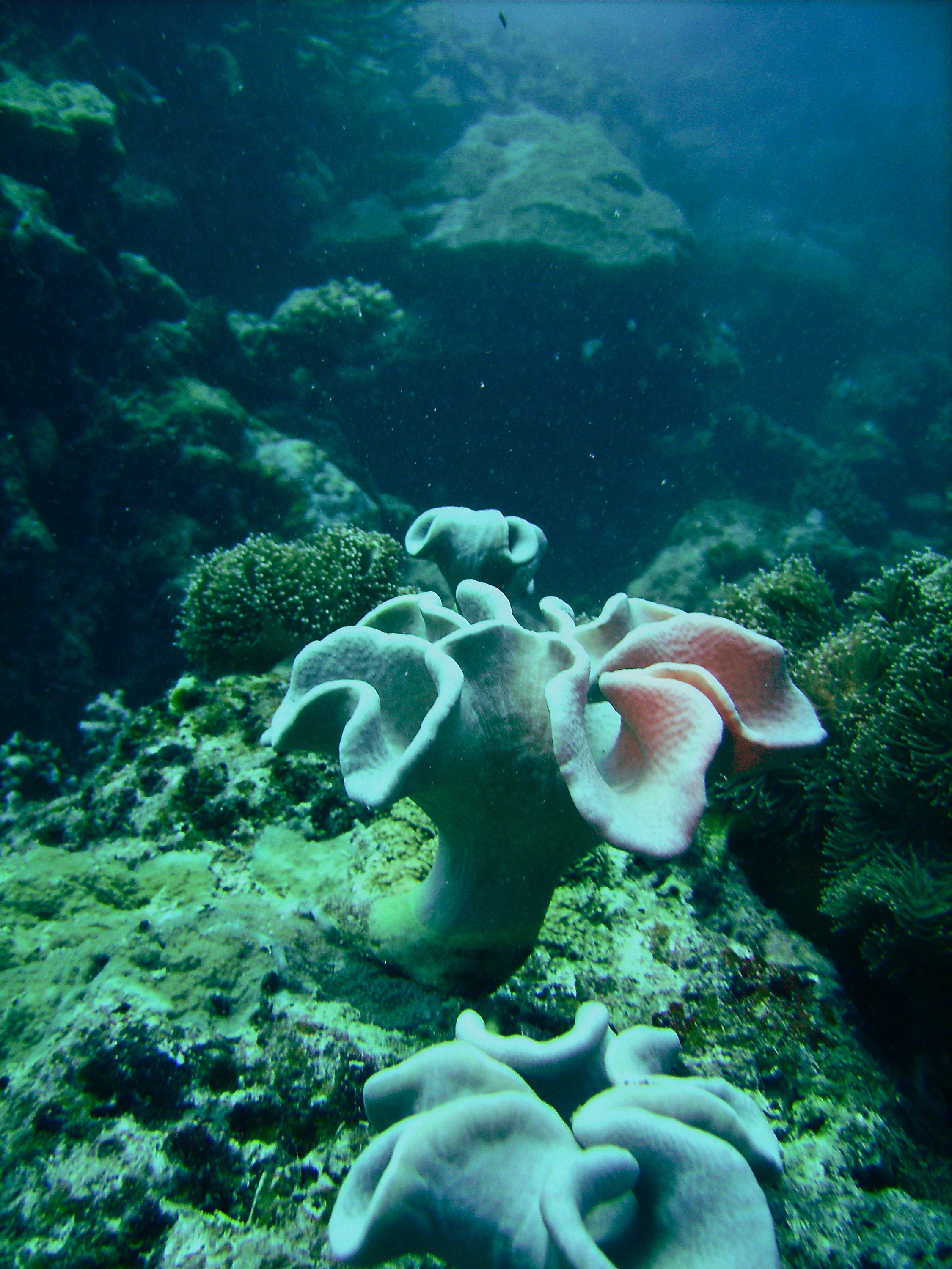 GBR, Australia