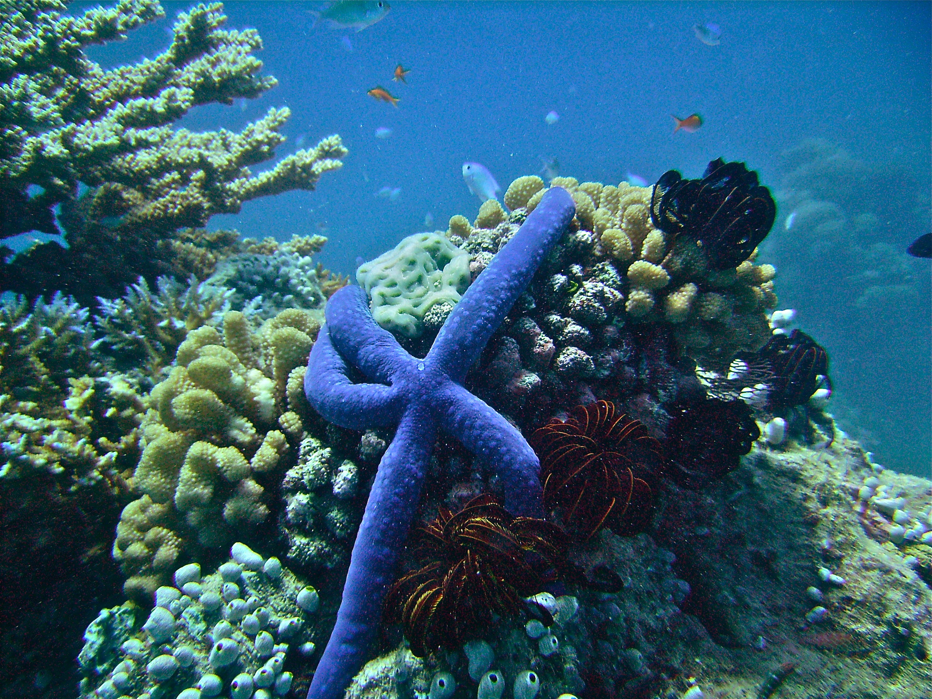 GBR, Australia