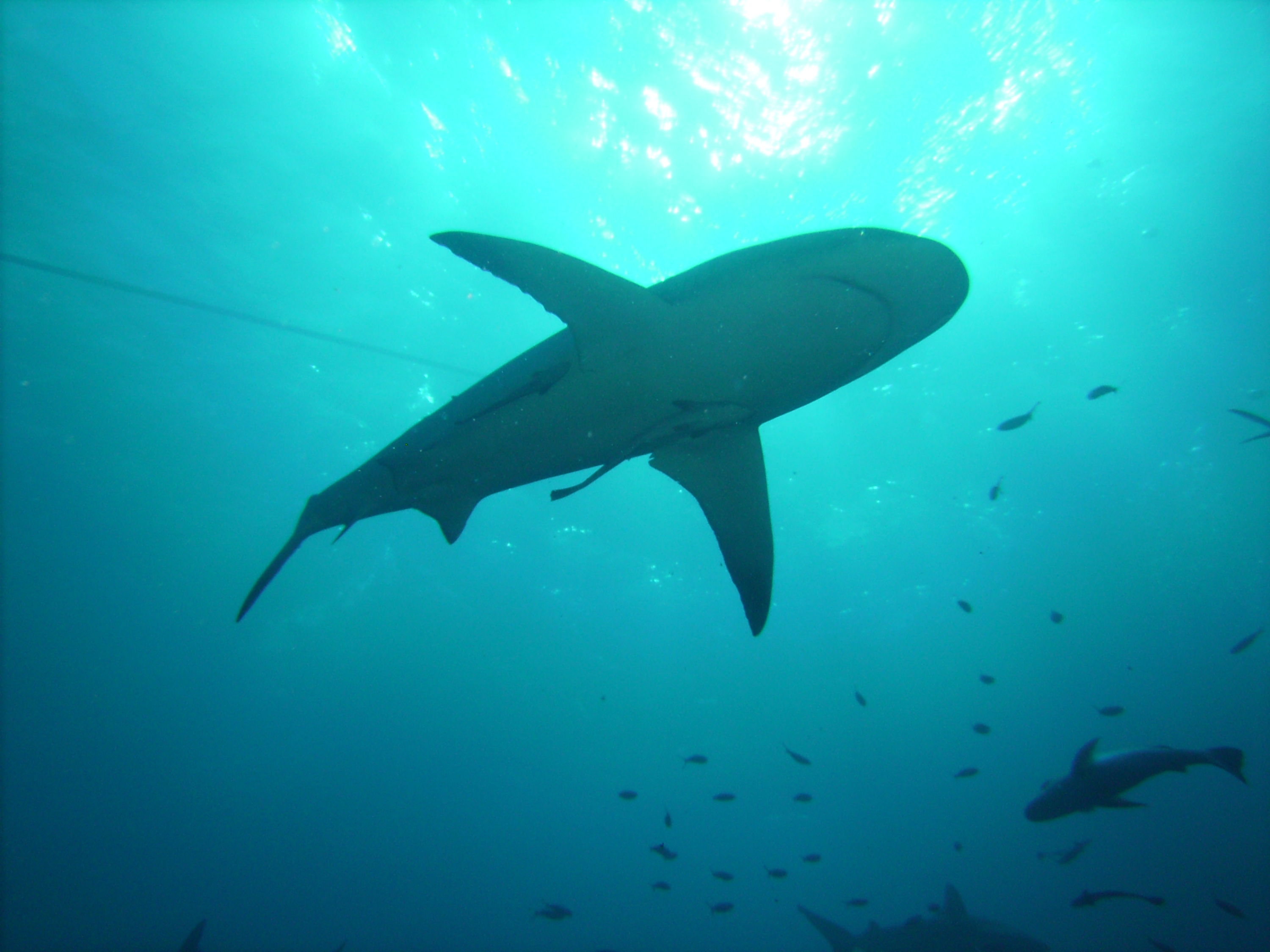 GBR, Australia