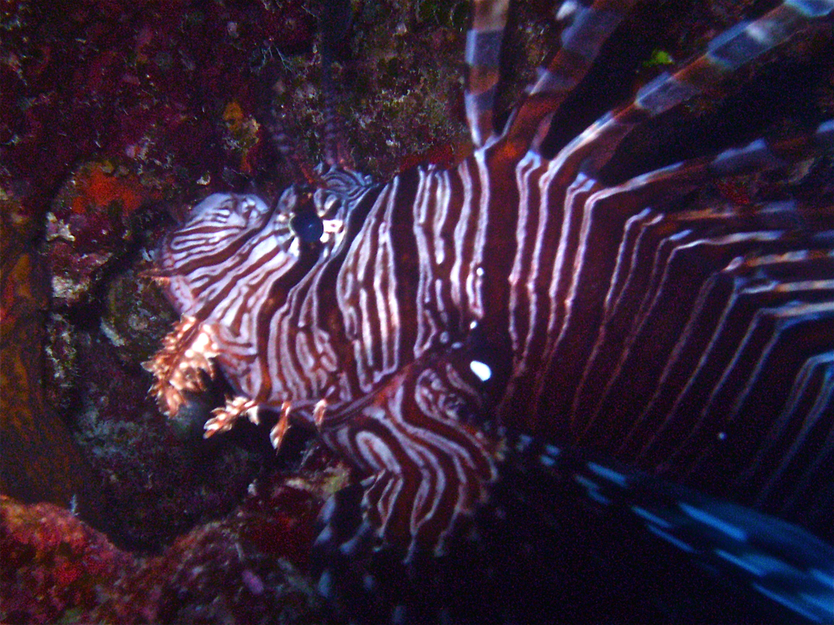 GBR, Australia