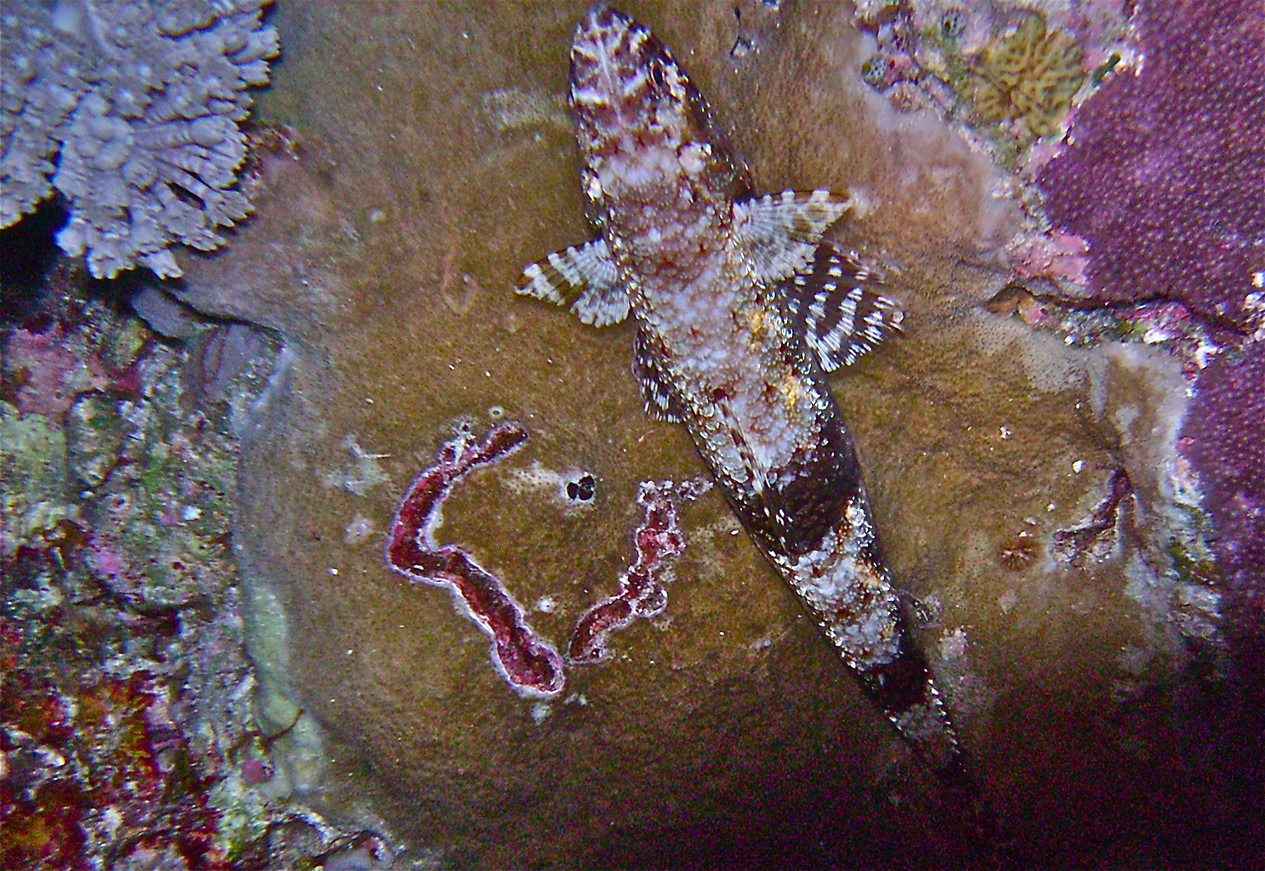 GBR, Australia