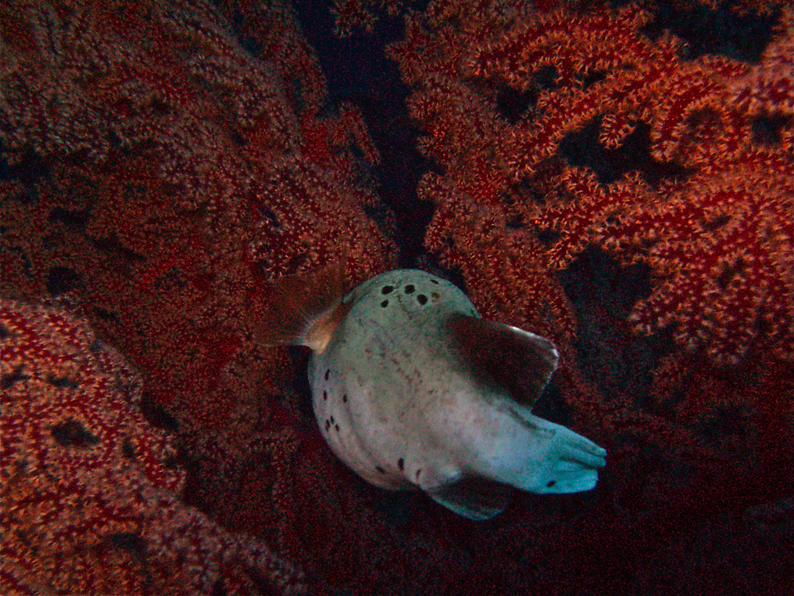 GBR, Australia