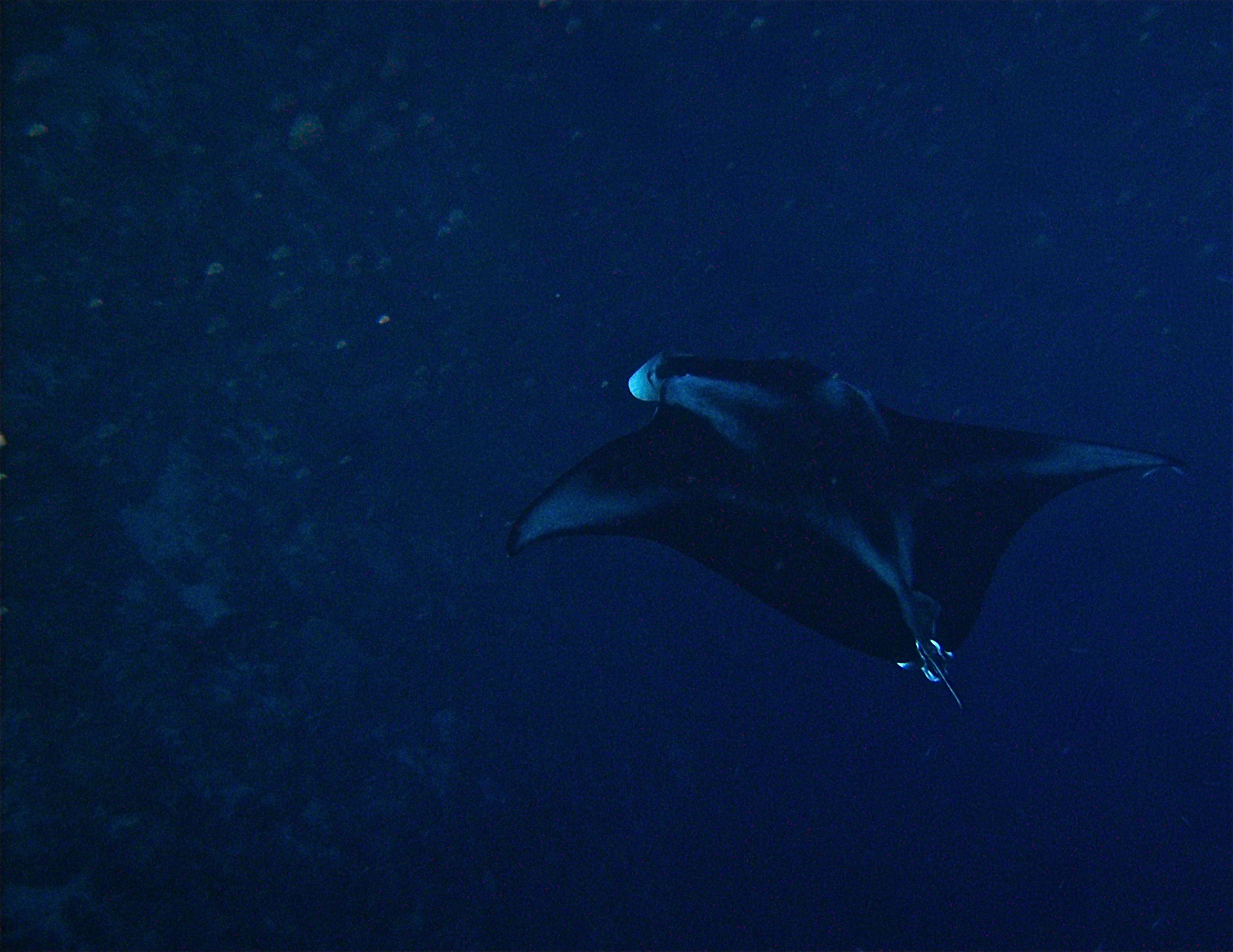 GBR, Australia