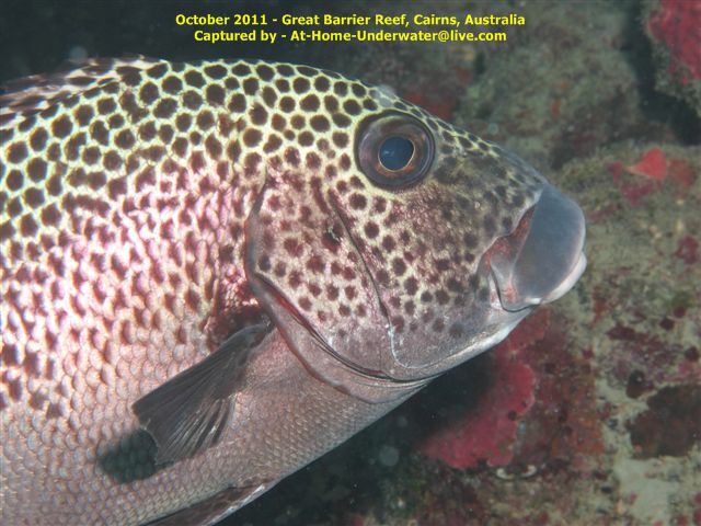 GBR Oct 2011