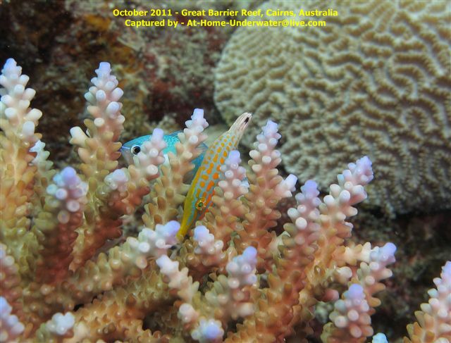 GBR Oct 2011