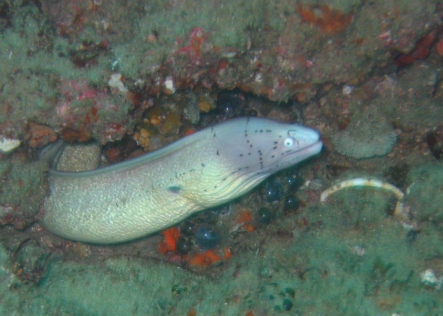 Geometric Moray