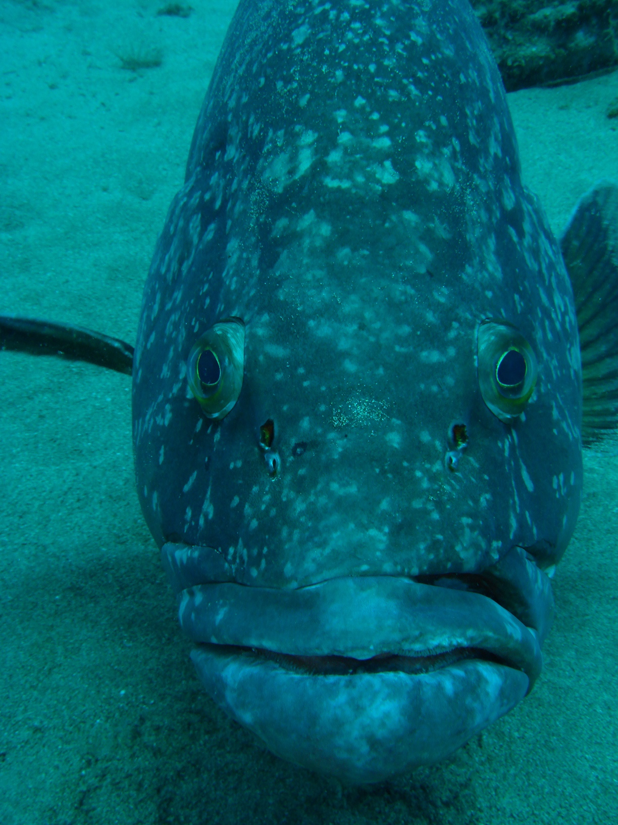 GEORGE THE GROUPER