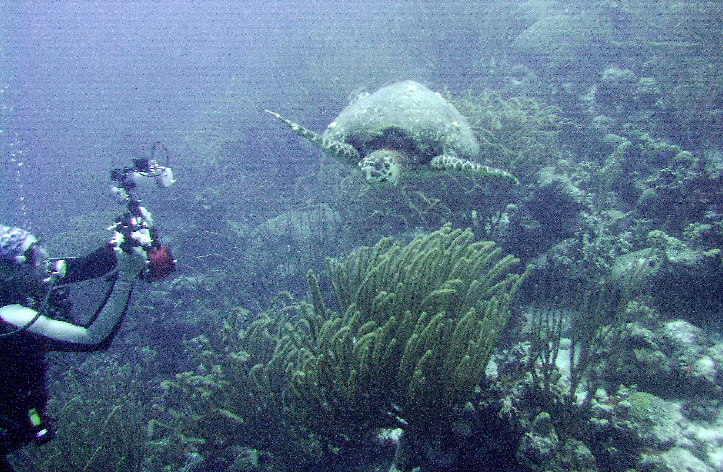 getting buzzed by a turtle