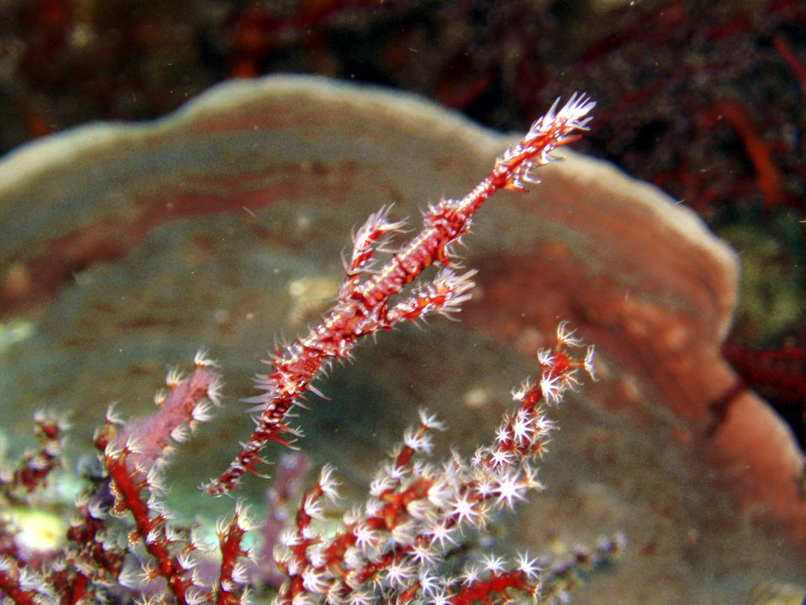 Ghost pipe fish - Bunaken