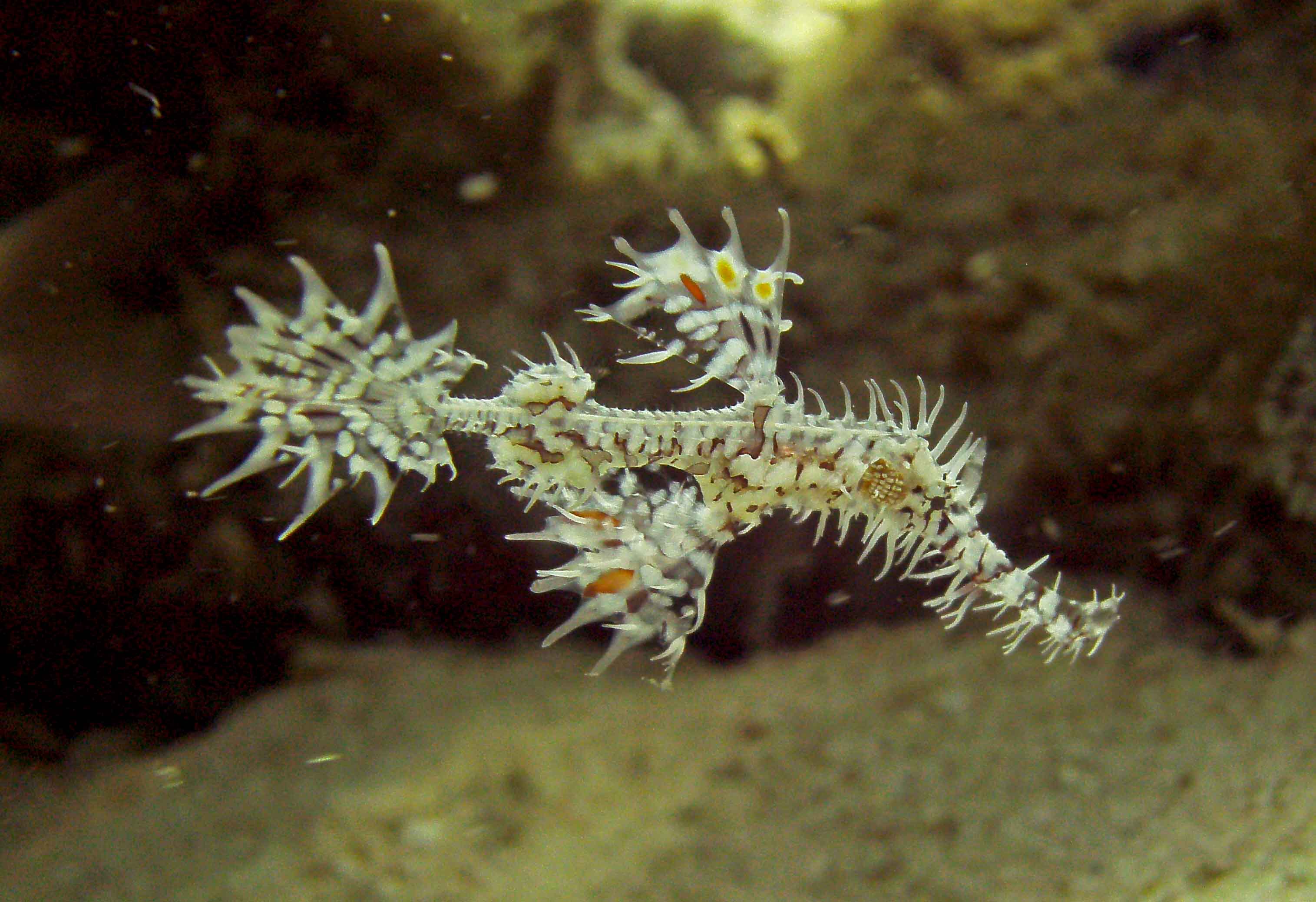 Ghost Pipe Fish @ Koh Talang