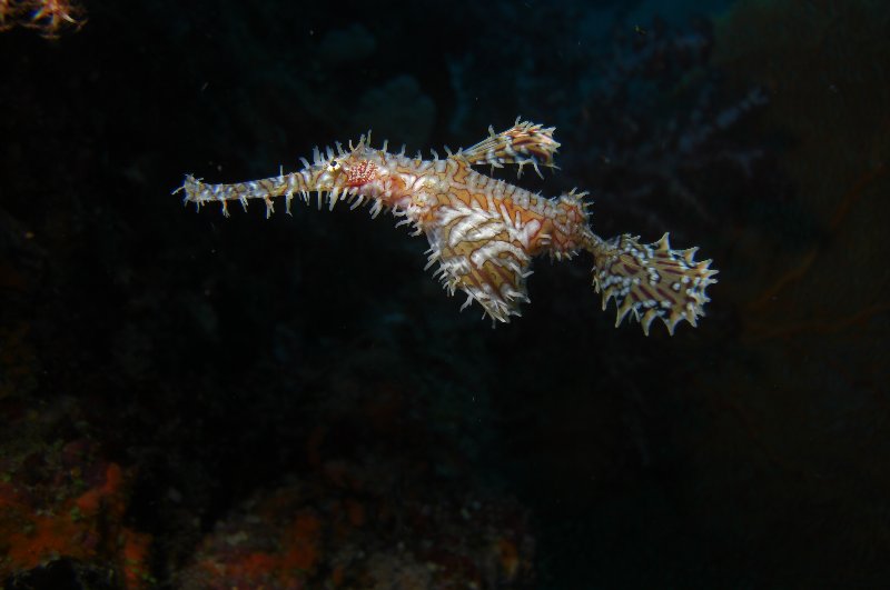 Ghost pipe fish