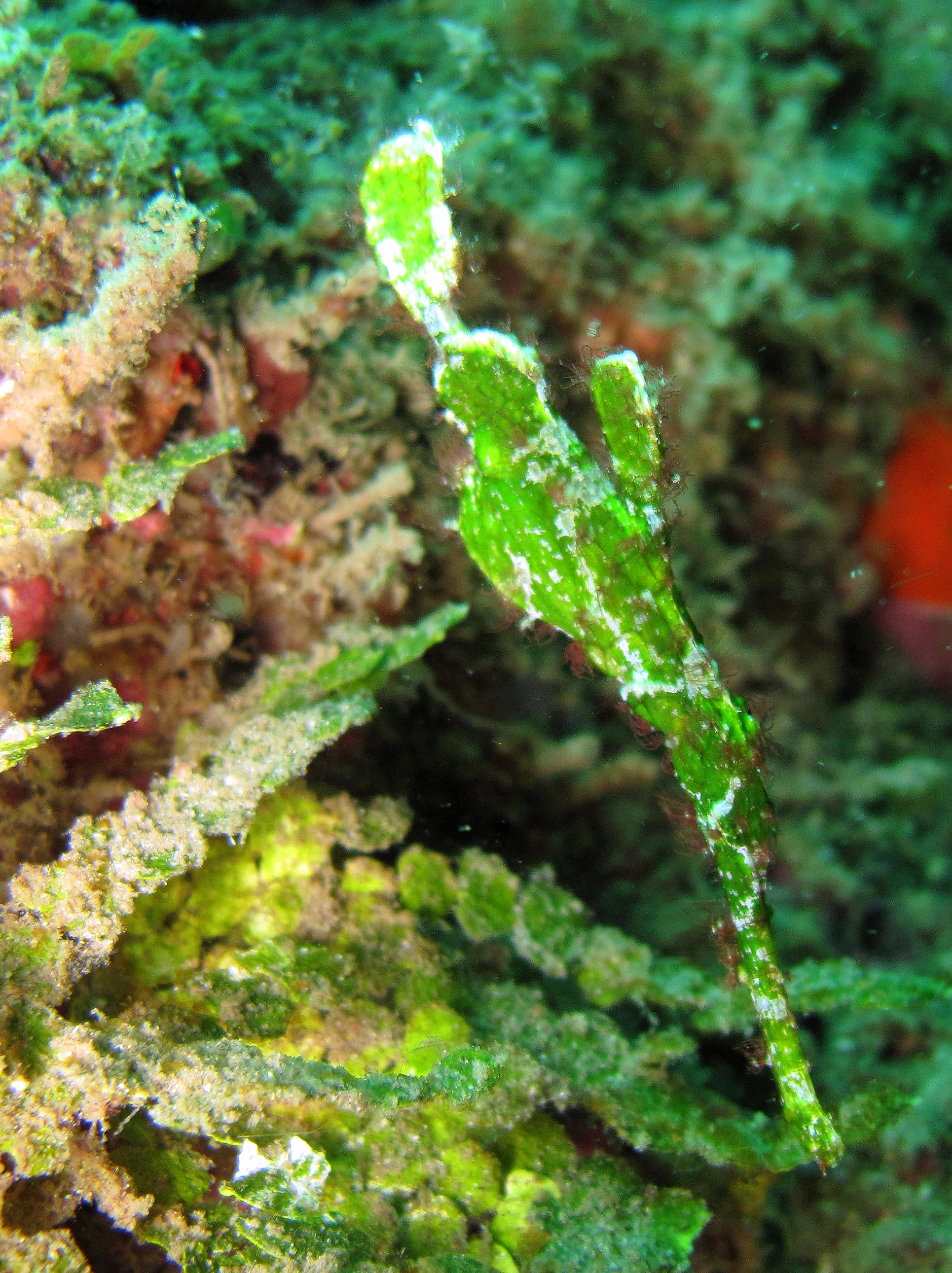 Ghost pipe fish