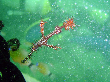 Ghost Pipe Fish