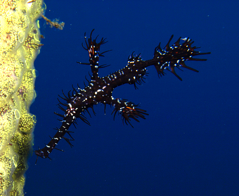 Ghost pipefish