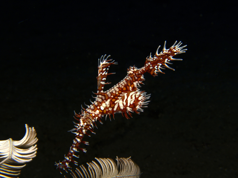 Ghost pipefish