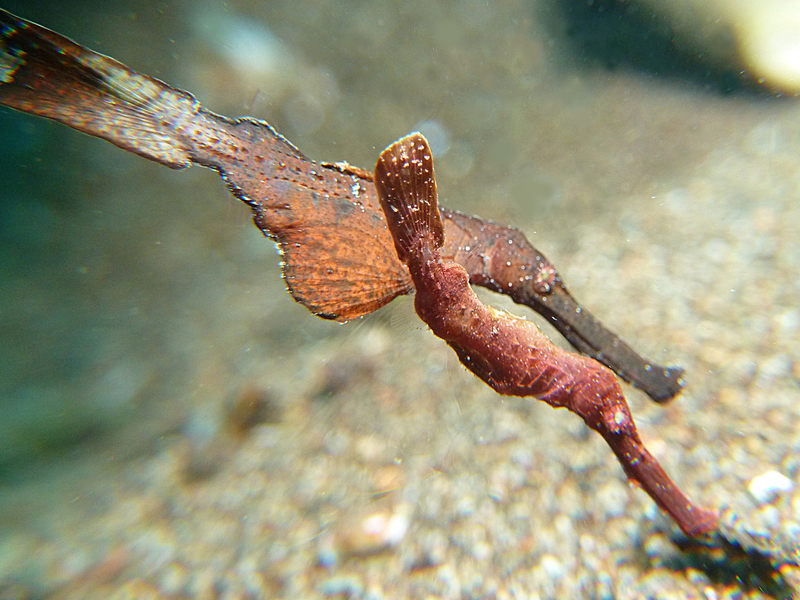 Ghost Pipefish