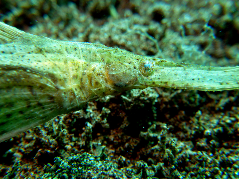 Ghost Pipefish