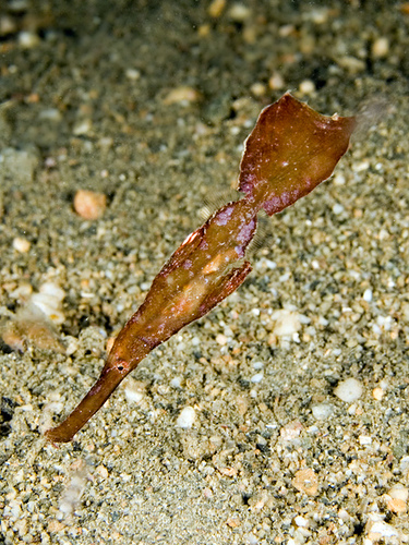 Ghost pipefish