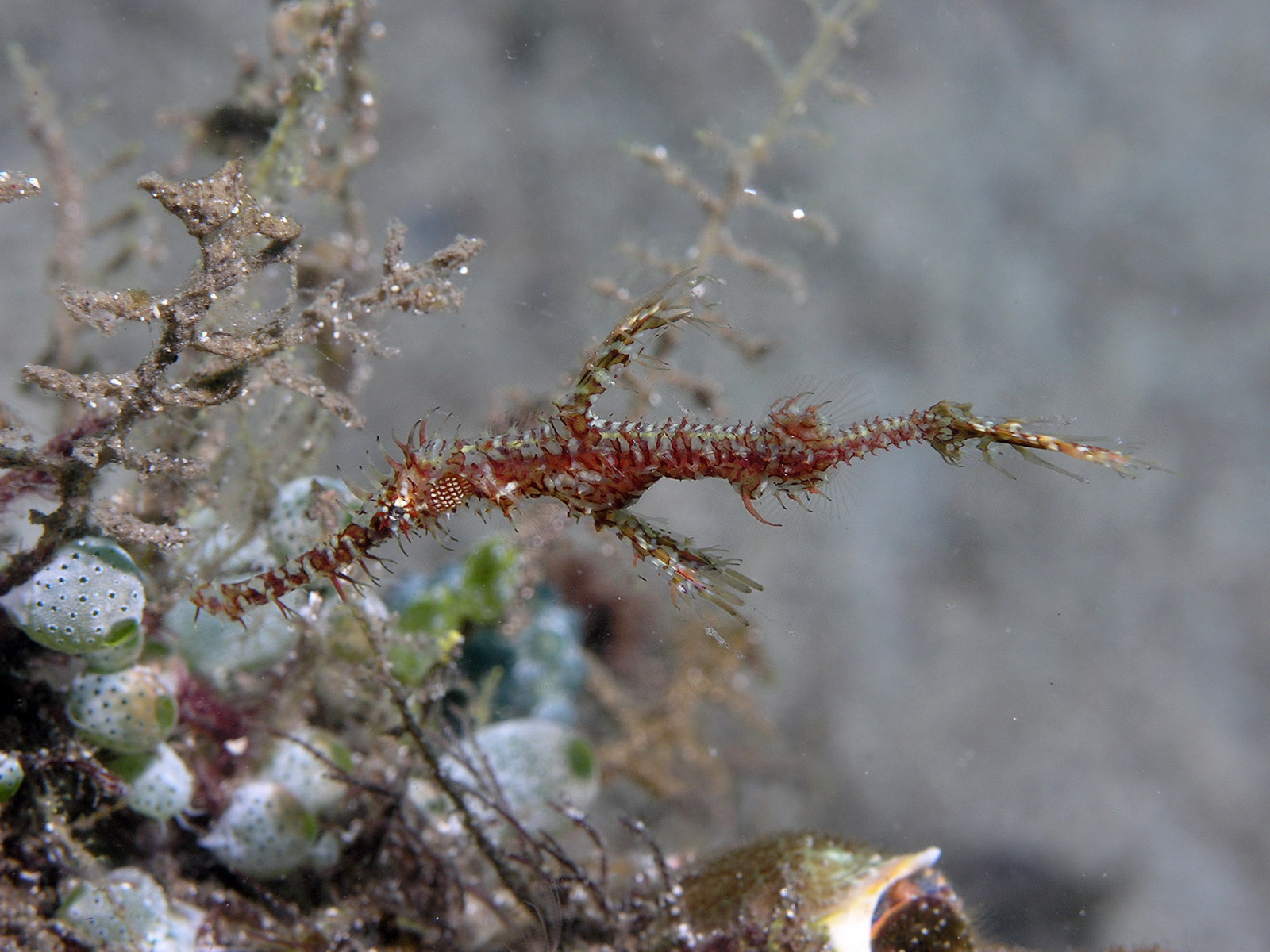 Ghost Pipefish